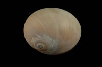 藏品(大玉螺)的圖片